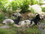 u koz farmiky nedaleko Col de Vergio